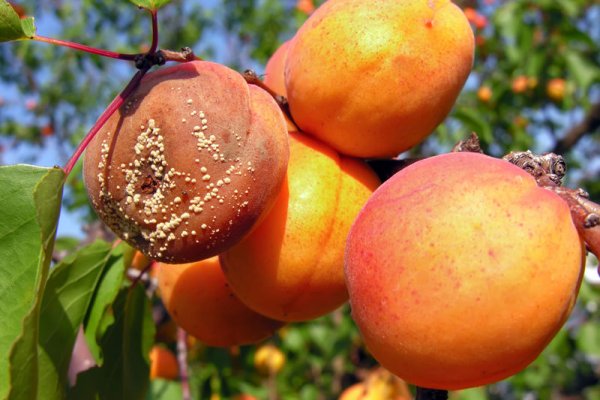 ריקבון פירות (Fruit Rot)