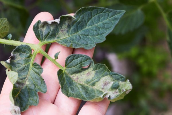 טחב עלים (Leaf Mold)