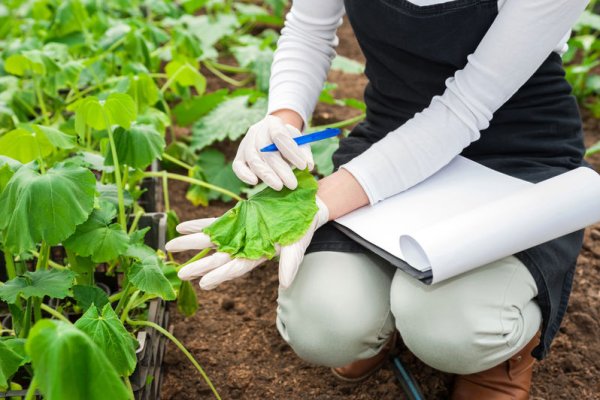 כימשון הבקטריה (Bacterial Wilt)